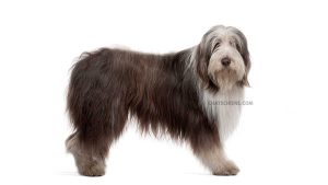 Bearded Collie
