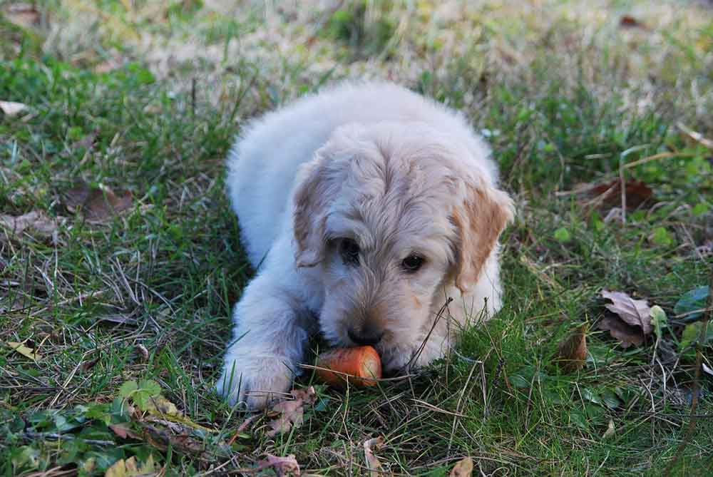 Avantages carottes chiens