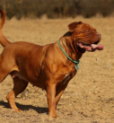 races chiens morsure puissante Dogue de Bordeaux