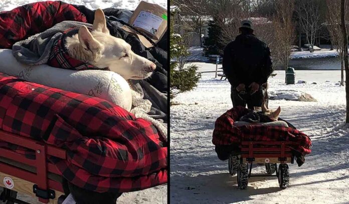 Bryant Thompson chien paralysé charrette