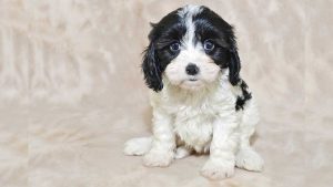 Cavachon