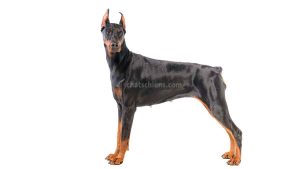 Dobermann