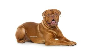 Dogue de Bordeaux
