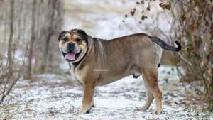 Dogue de Majorque