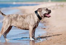 Dogue de Majorque