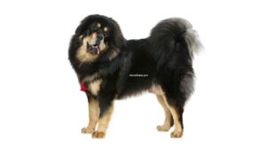 Dogue du Tibet