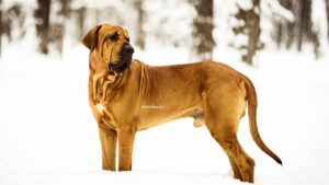 Fila Brasileiro
