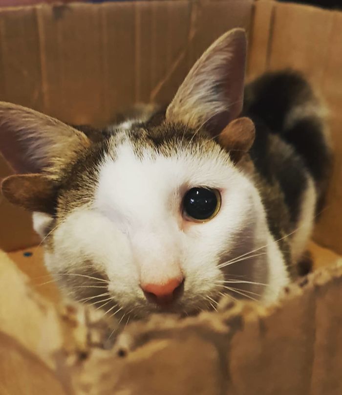 Frankie chat quatre oreilles