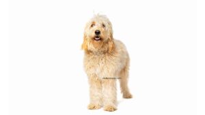 Goldendoodle
