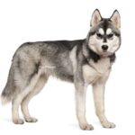 Husky sibérien