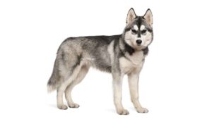 Husky sibérien