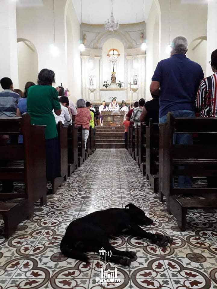 prêtre João Paulo Gomes apporte chiens errants messe