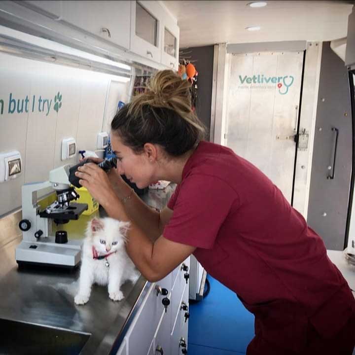 Moallem vétérinaire libanaise conduit clinique mobile