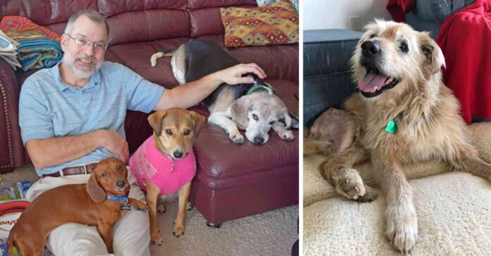 Les chiens qui ont été abandonnés pour leur vieillesse recevront désormais des soins