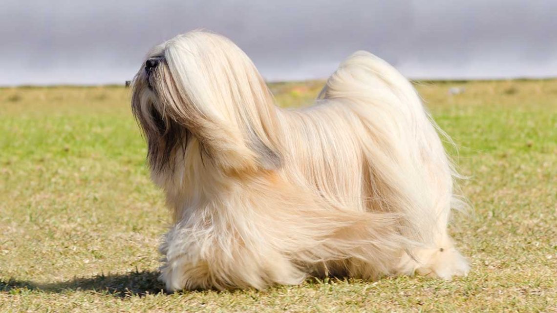Lhassa Apso