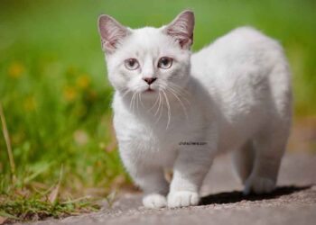 Munchkin 11 Munchkin