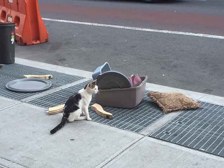 Nostrand chat abandonné rue avec affaires