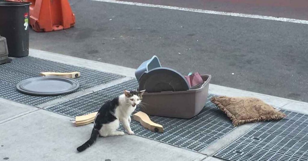 Nostrand chat abandonné rue avec affaires