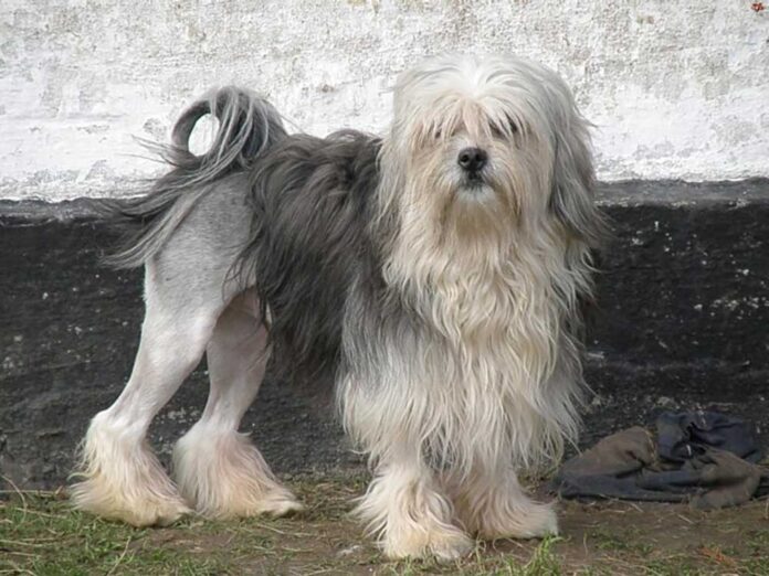Age Maximum Pour Couper La Queue D'un Chien 16 chiens à poil long que vous devez absolument voir - Chiens Chats
