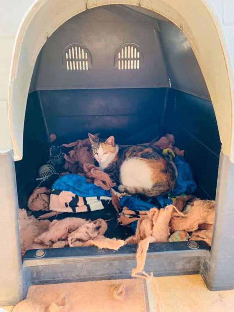 Pitbull invite chatte sans-abri enceinte maison