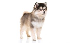 Pomsky
