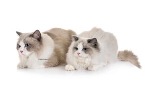 Ragdoll