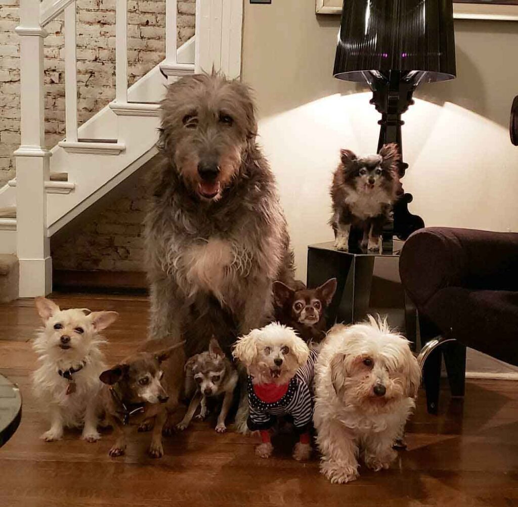 Steve Grieg homme deuil adopte chiens âgés
