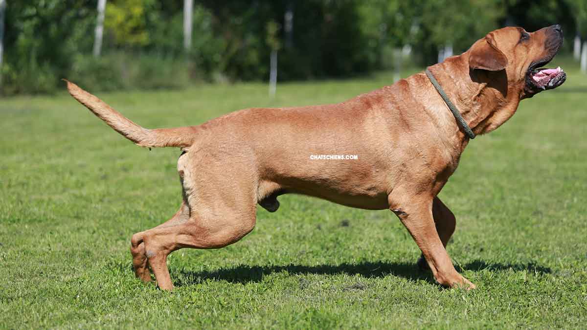 Tosa Inu