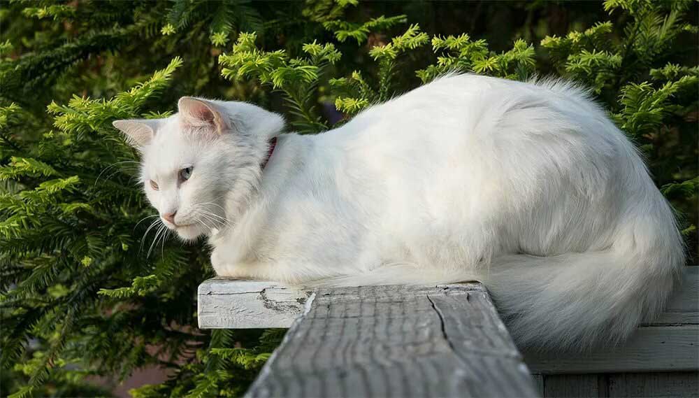 Angora turc