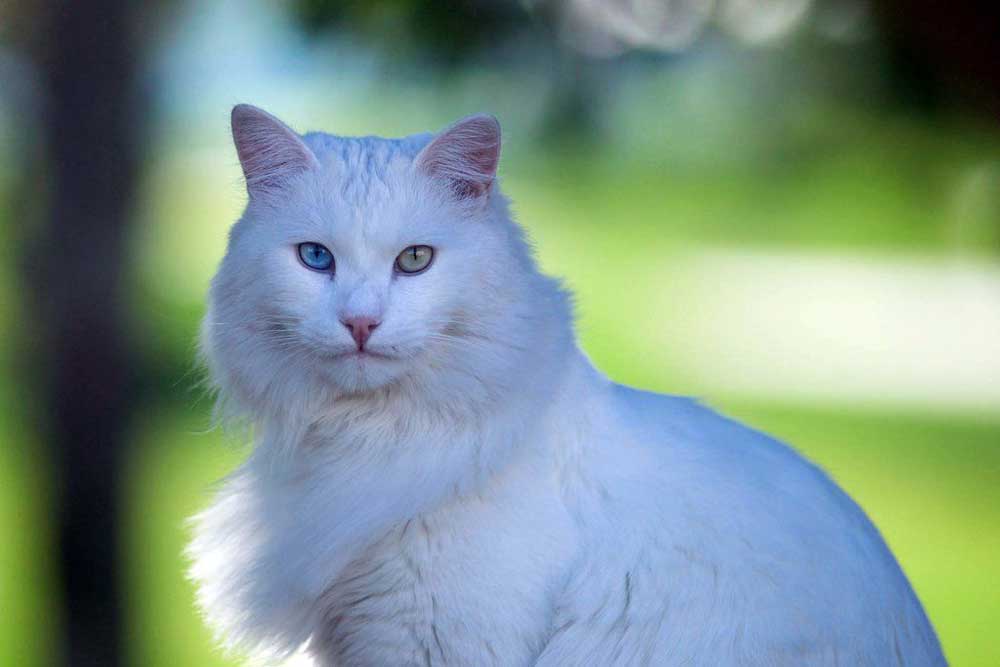 Angora turc