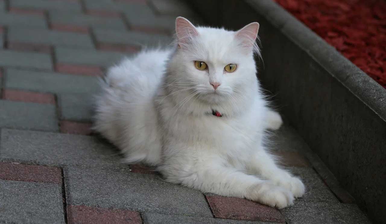 Angora turc