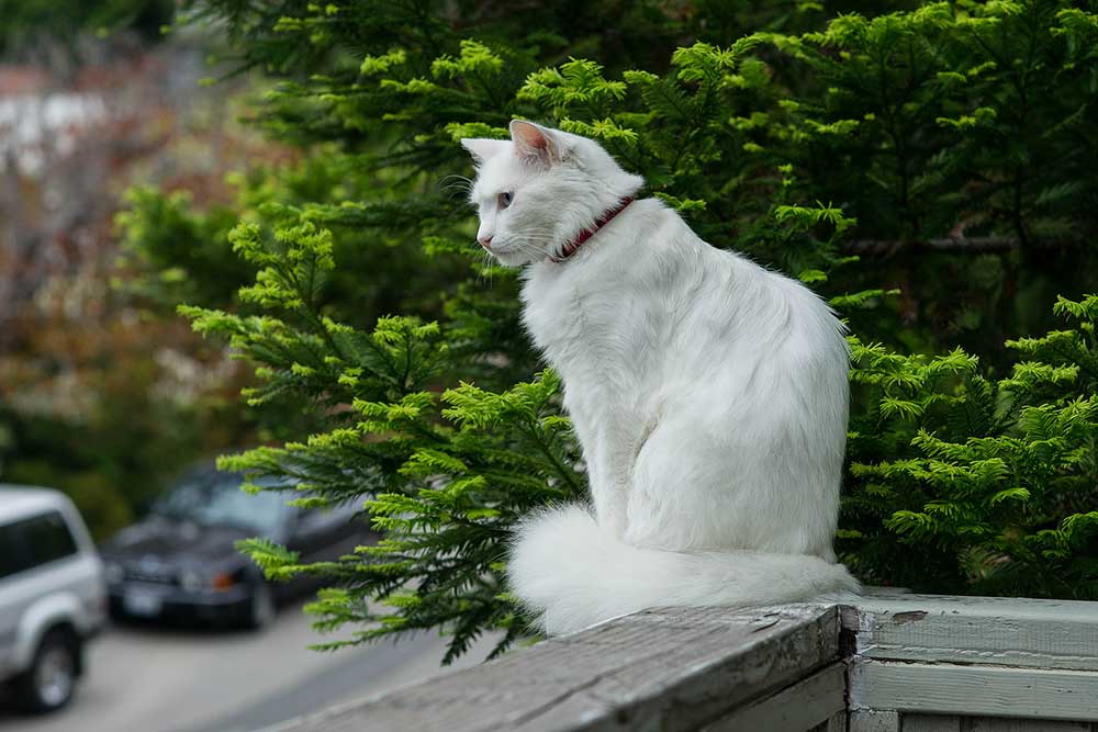 Angora turc