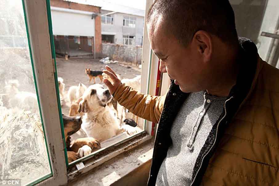 Wang Yan Chine millionnaire dépense fortune sauver chiens