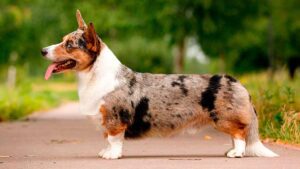 Welsh Corgi Cardigan