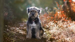 Yorkipoo
