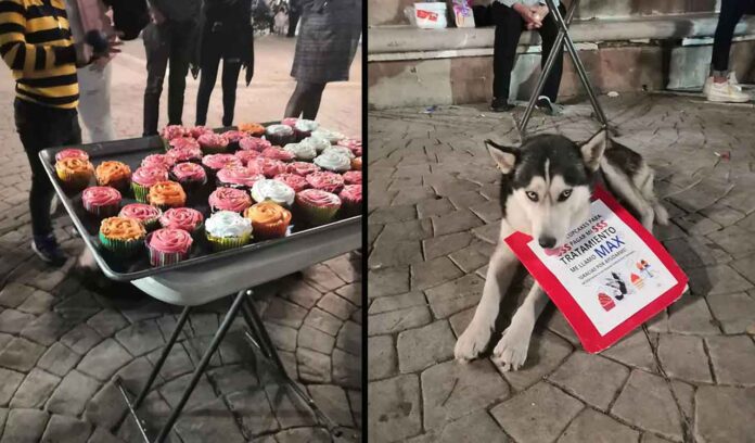 Yoselin Macias femme vend cupcakes traitement chien