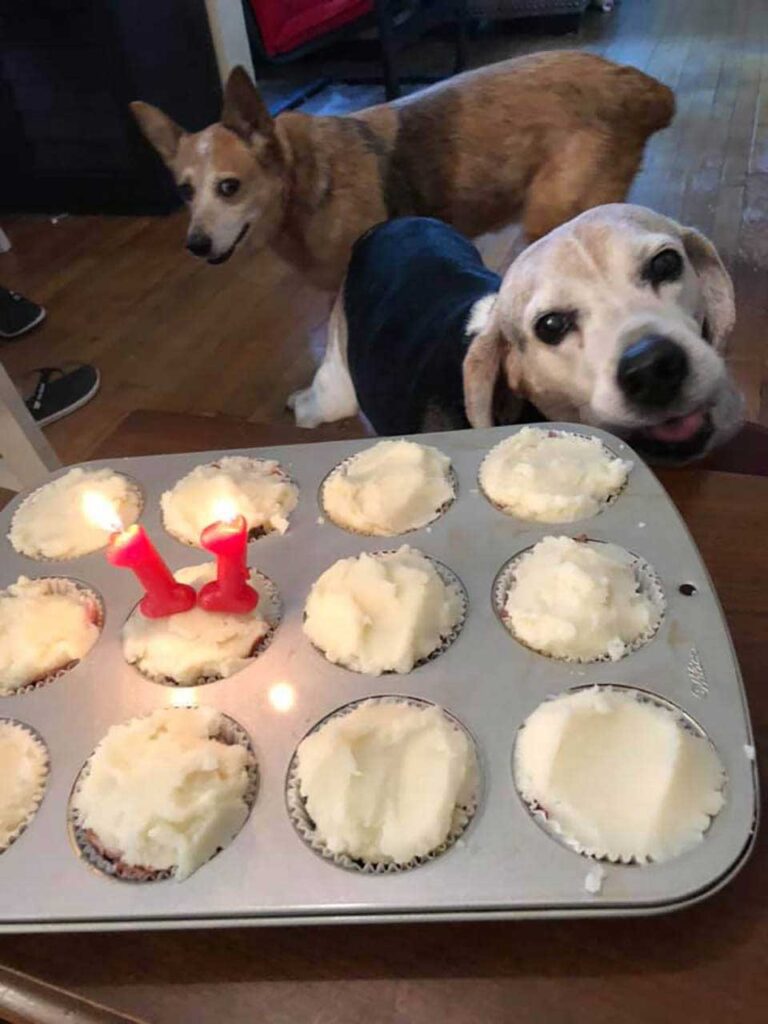 anniversaire de chien