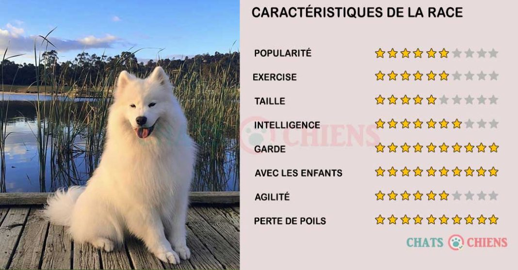 Chien Samoyède Grand Smile Just My Special Dream