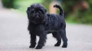 Affenpinscher