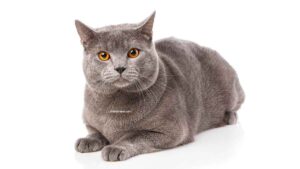 Chartreux