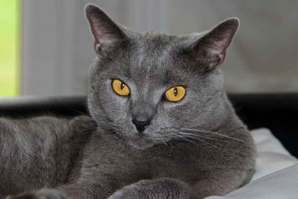 Chartreux : caractéristiques, caractère, santé, alimentation et prix