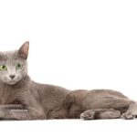 Chat Bleu Russe
