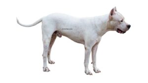 Dogue Argentin