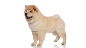 Chow Chow