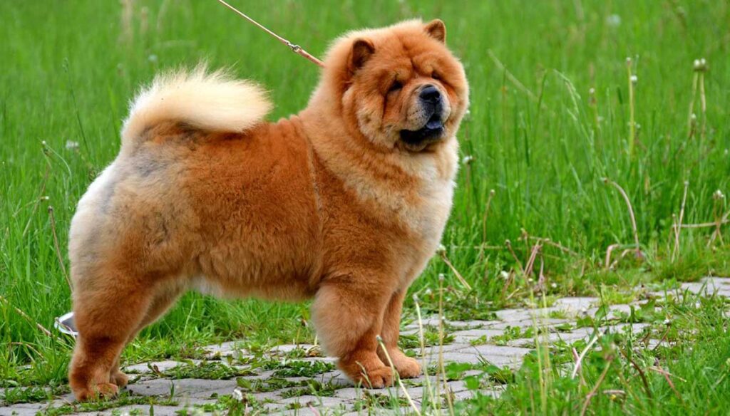 Chow Chow