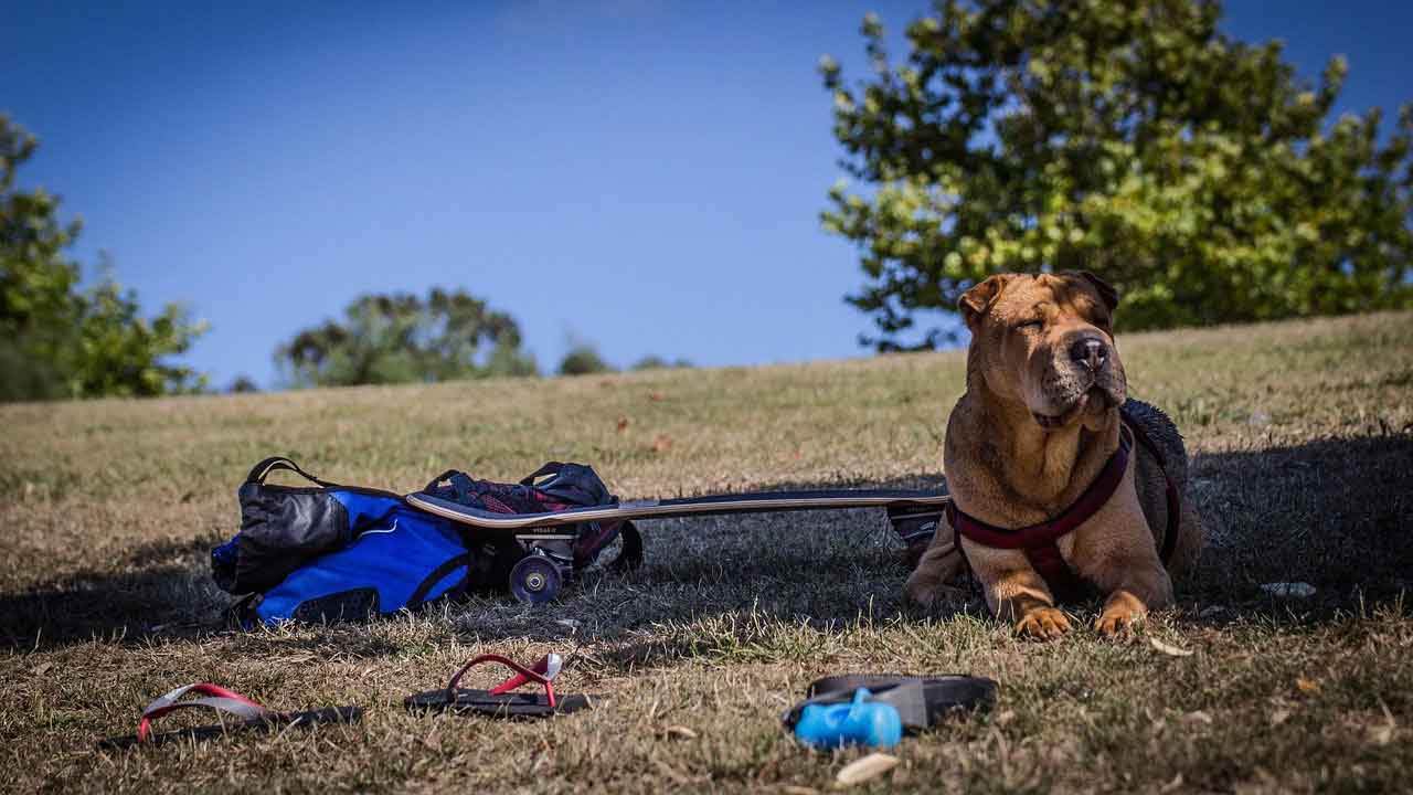 Les races de chiens ayant le plus de problèmes de santé