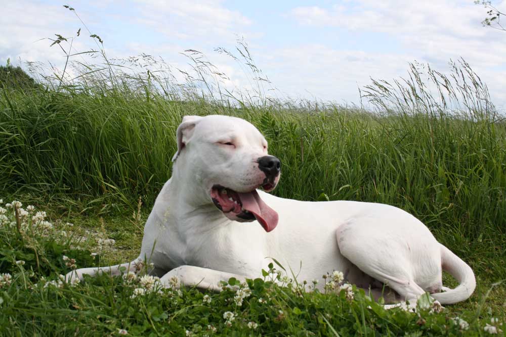 Dogue argentin