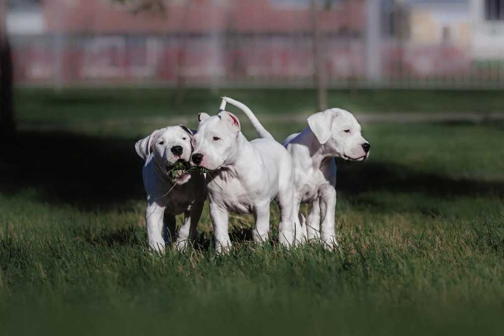 Dogue argentin