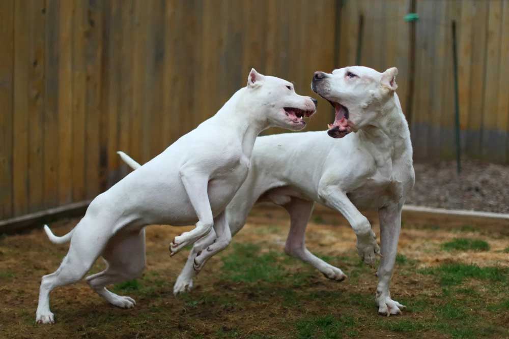 Dogue argentin