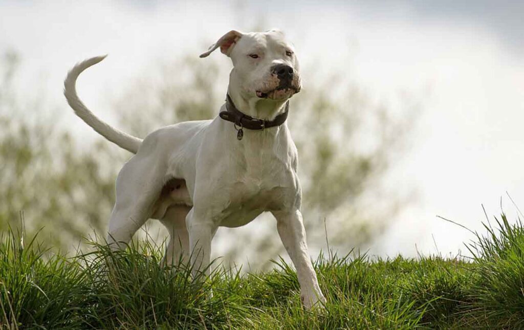 Dogue argentin